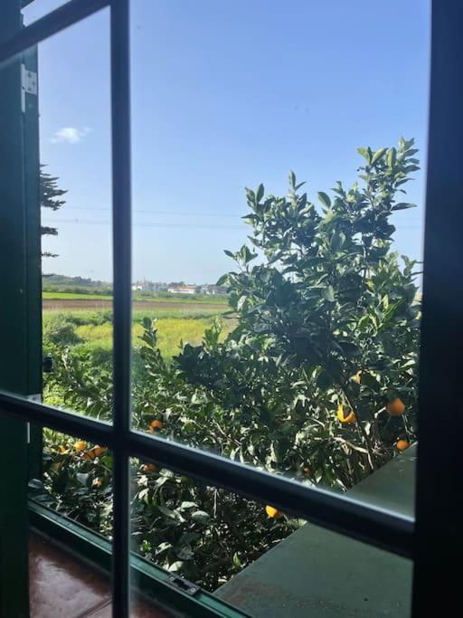 La Macadamia Casa vacanze La Laguna (Tenerife)